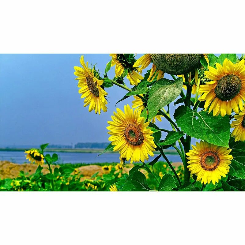 Поле подсолнухов. Поле с подсолнухами. Поле подсолнухов. Подсолнух. Подсолнухи обои.