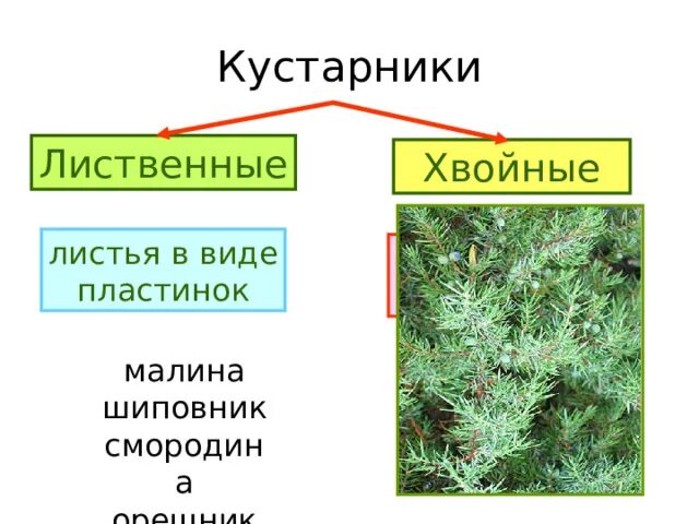 Хвоинки сосны обыкновенной рисунок. Листья виде хвоинок. Листья виде хвоинок. Что такое хвоинки. Листья виде хвоинок.