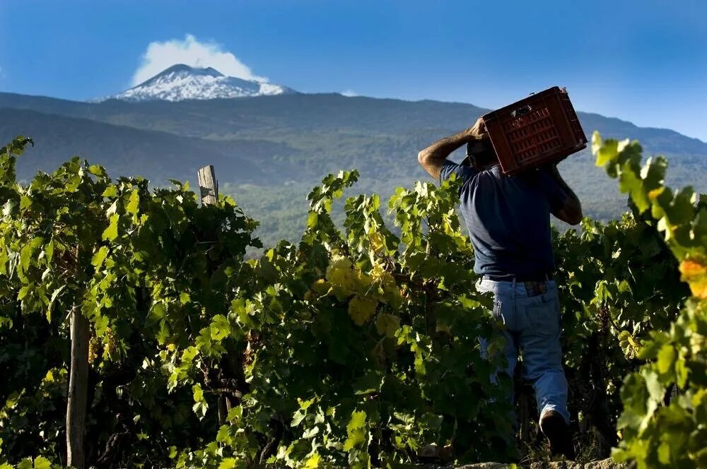 Энотуризм. Вулкан Этна виноградники. Сицилия Этна виноградники. Италия Сицилия виноградники. Сицилия вулкан Этна виноградники.
