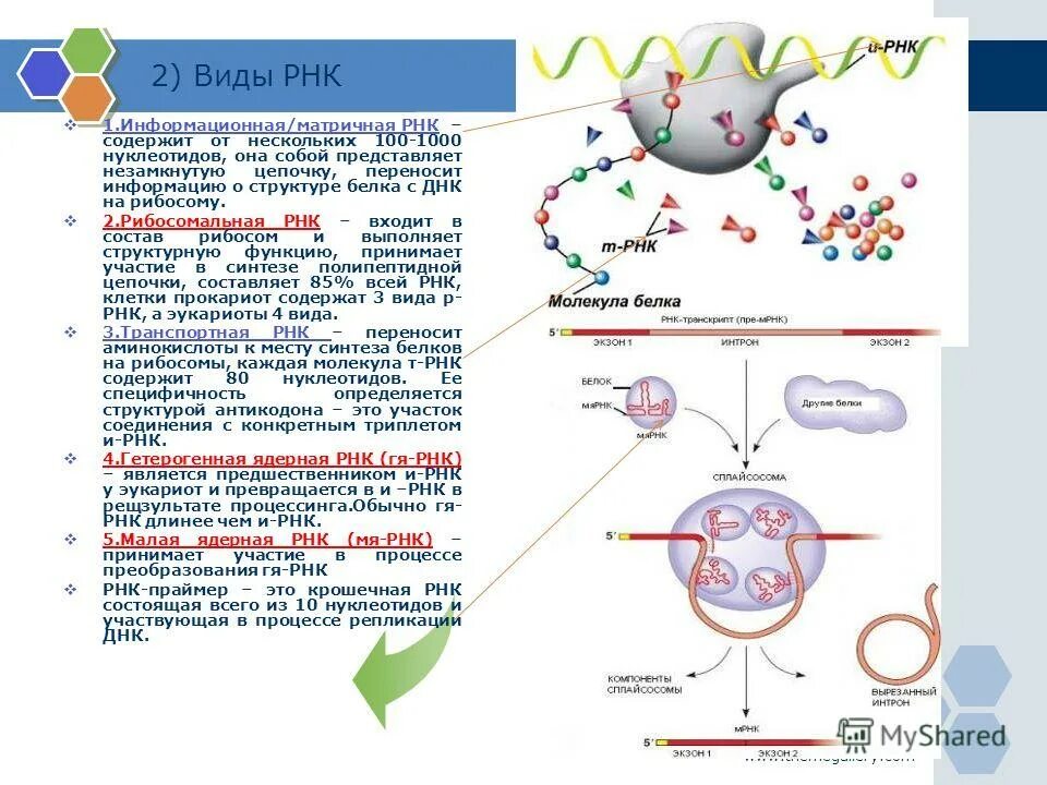 Этапы биосинтеза белка на рибосомах. Матричная рнк это информационная. Трансляция на рибосоме схема. Строение полипептидной цепи рнк. Формы информационной матричной рнк.