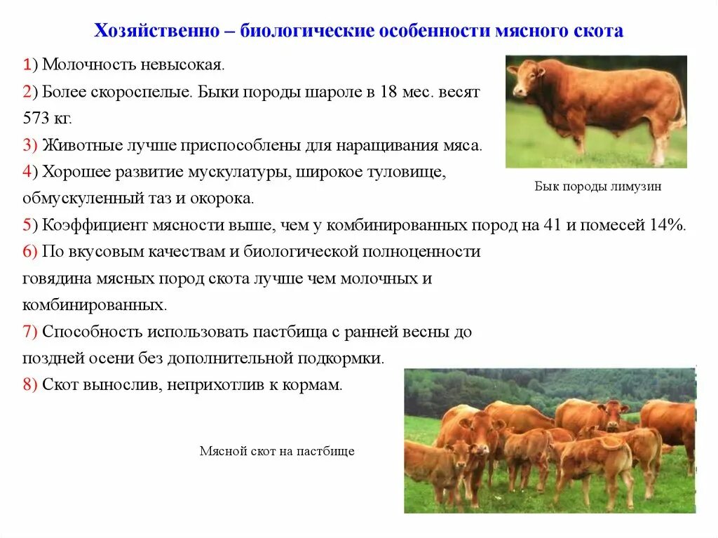 Хозяйственно-биологические особенности молочного скота. Биологические и хозяйственные особенности крупного рогатого скота. Характер размножения крупного рогатого скота. Характеристика разведения крупного рогатого скота. 1 признаки коров