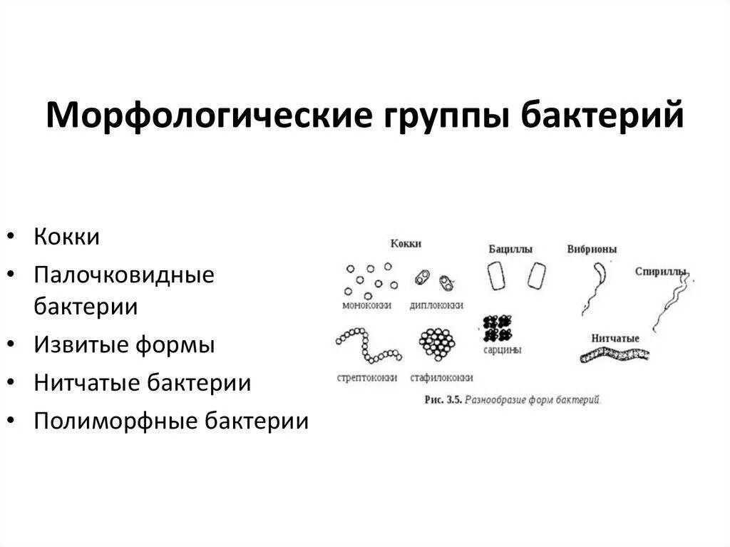 Примеры групп бактерий. Морфология кокковых форм бактерий. Морфология бактерий таблица. Основные морфологические группы бактерий. Основные морфологические группы бактерий микробиология.