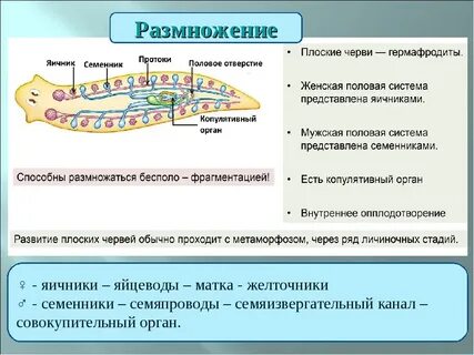 Оплодотворение плоских червей