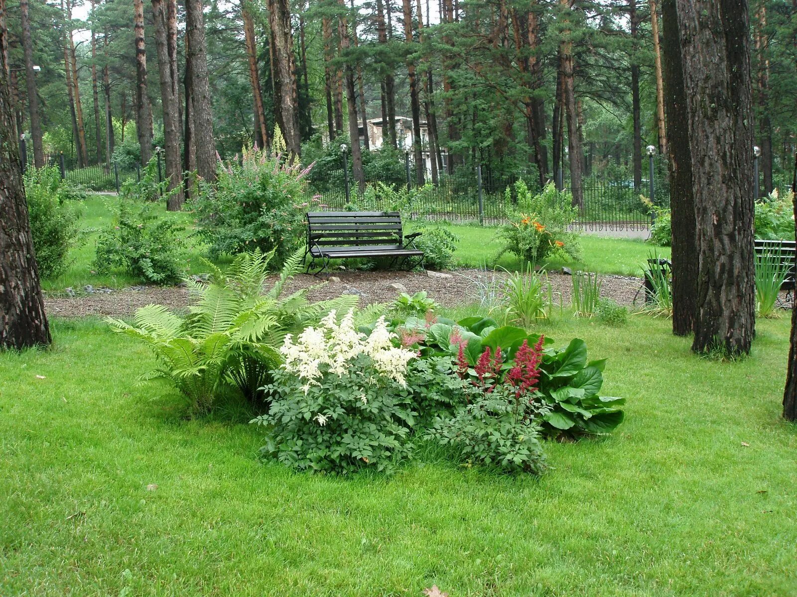 В тени каких деревьев