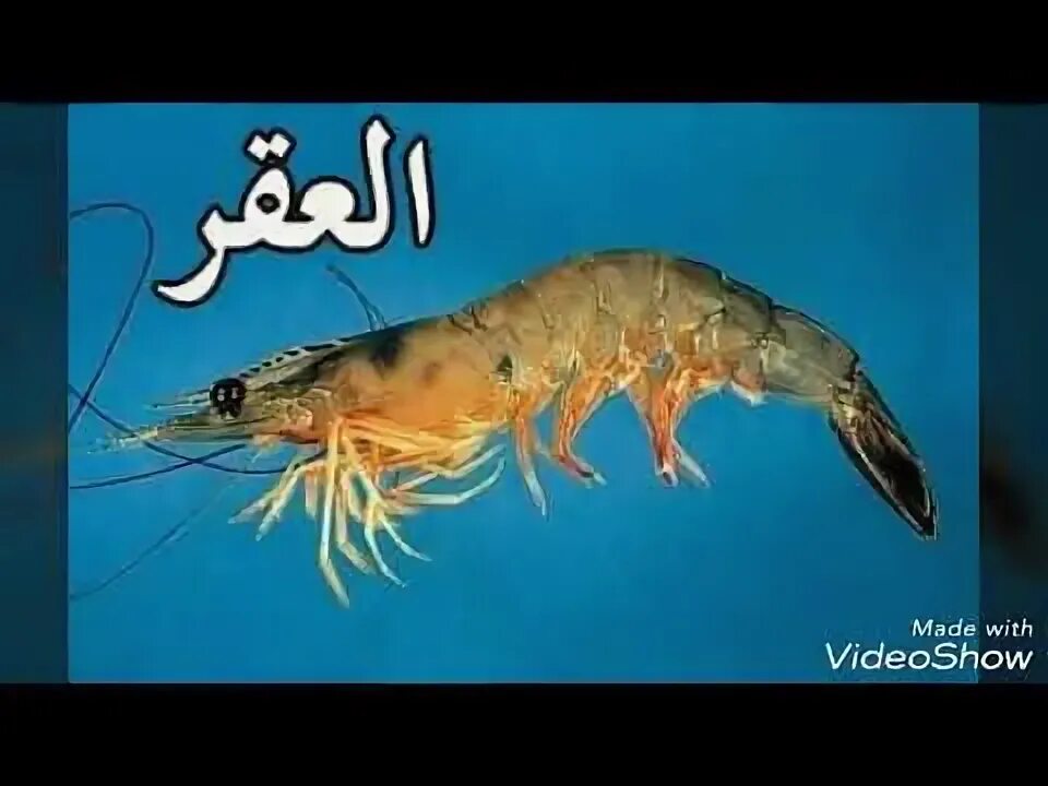Penaeus kerathurus