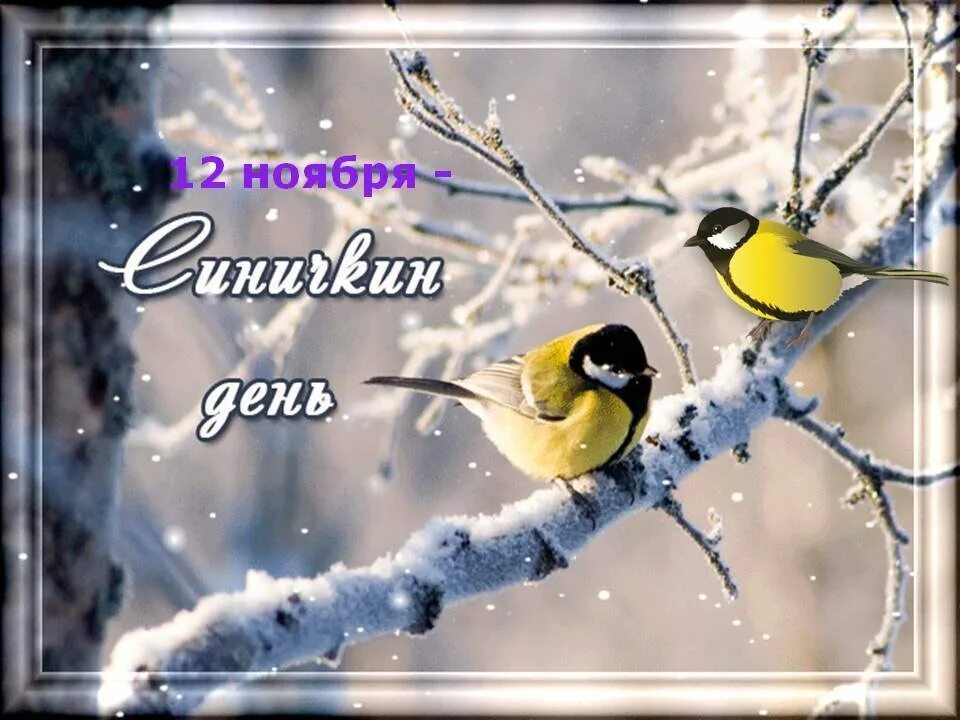 Доброе утро синичкин день. Синичкин день. день синички 12 ноября. день синицы. день синицы 12 ноября.