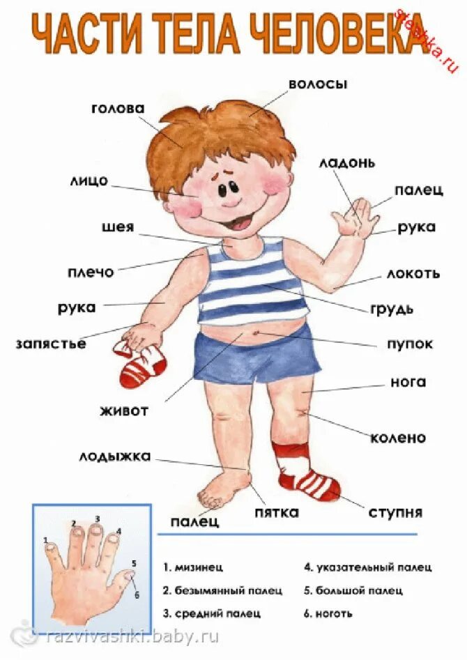 Как называется тема человека. Части тела для детей. части телтела человека. тело человека для детей. части тела для дошкольников.
