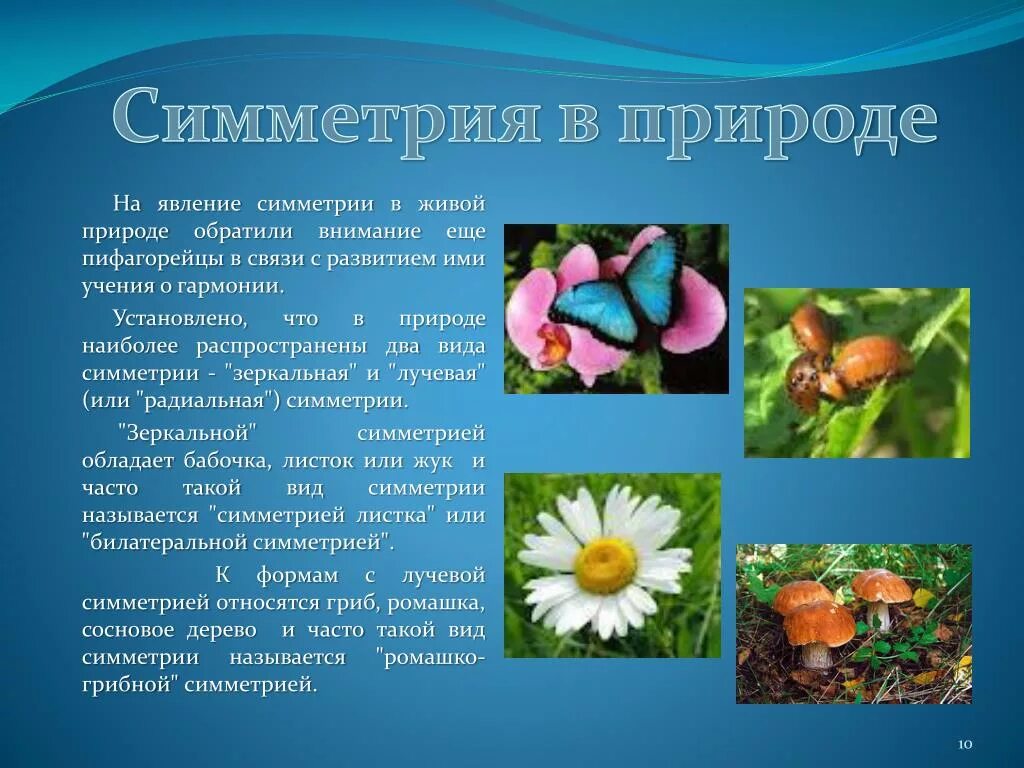 Сообщение о природе 6 класс. Симметрия в живой природе. Красота и Гармония в природе 5 класс биология. Симметрия в природе проект. Симметрия в природе презентация.