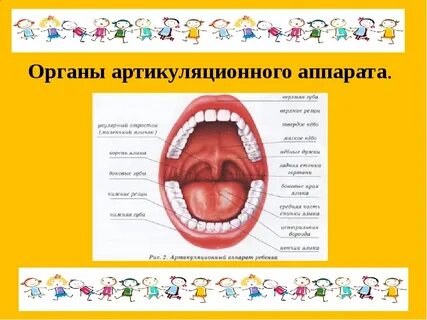 Развитие артикуляционного аппарата