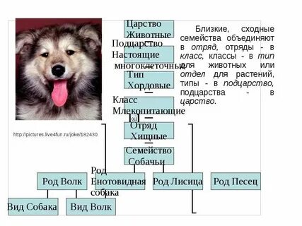 Лисица отряд семейство род вид