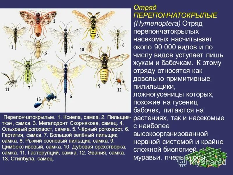 Перепончатокрылые стрекозы 8 класс биология таблица Насекомые, развивающиеся с полным превращением