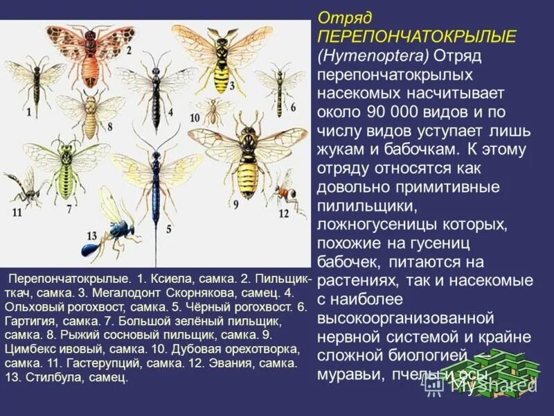 К отряду бахромчатокрылых относят виды насекомых