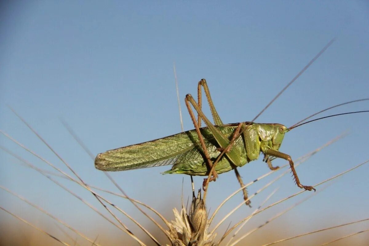 Божья коровка в поле. Насекомые поля. Кокон саранчи. Насекомые поля. Насекомые поля.