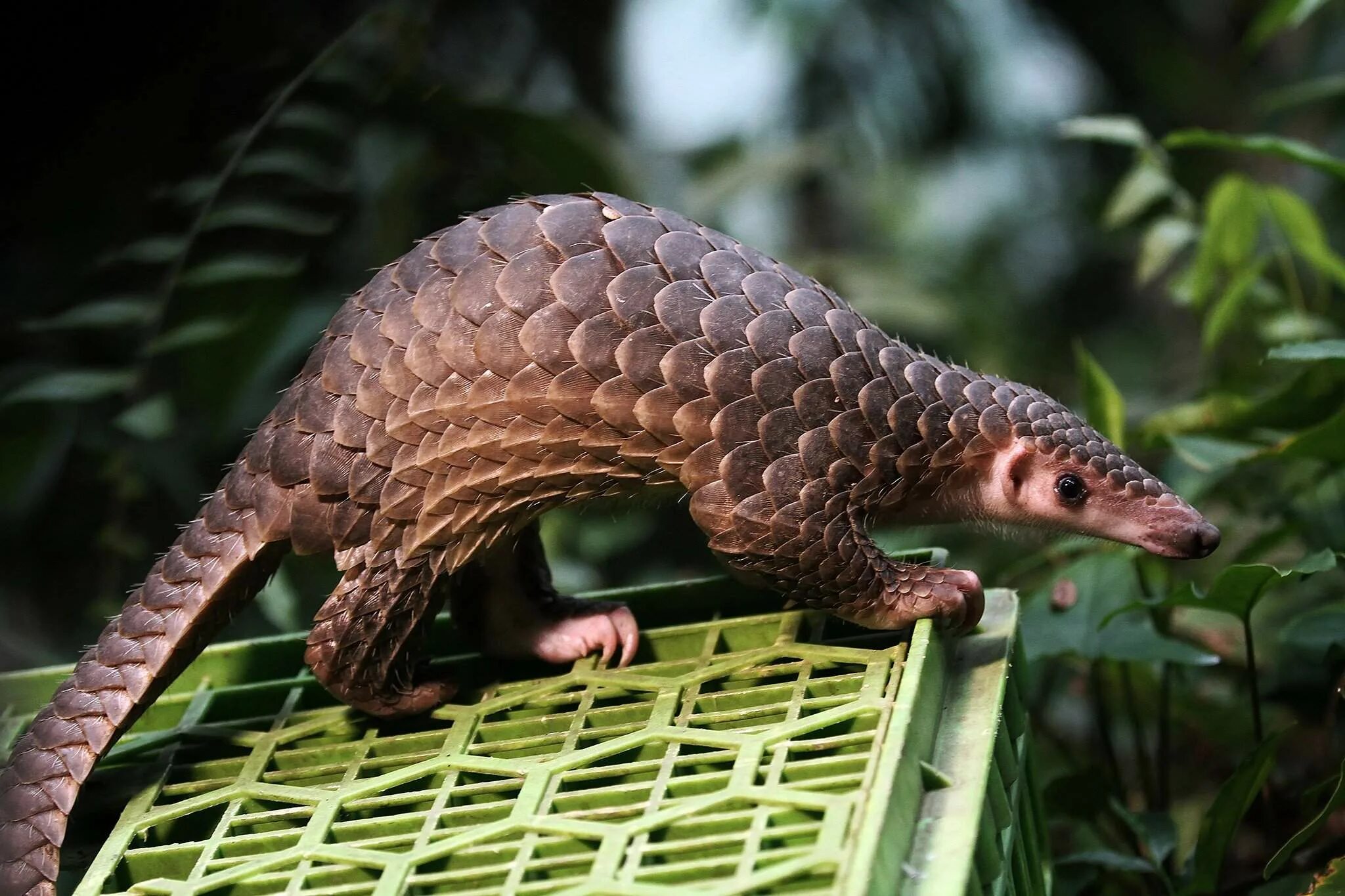 Adorable armadillo Armadillo, Armadillo art, Animals