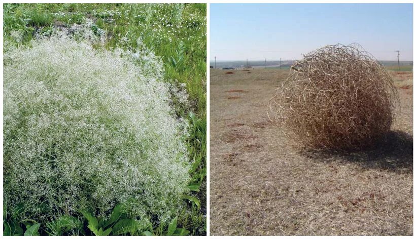 Tumbleweed Deserts, Invasive Species, Wind Dispersal Britannica