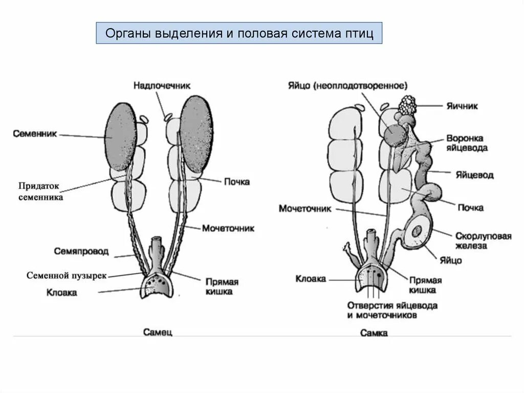 Мочеполовая система птиц схема. Схема строения выделительной системы птиц. Мочеполовая система самца и самки птицы. Строение мочеполовой системы птиц.