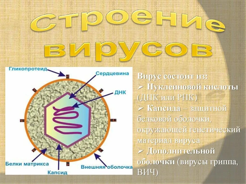 Строение вируса РНК капсид. Вирус состоит. Вирусы состоят из. Оболочка вирусов состоит из.