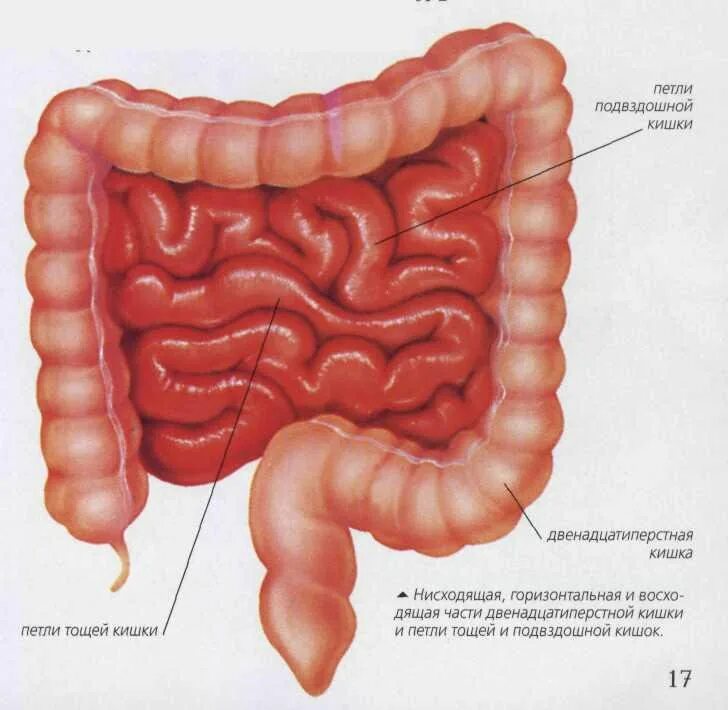 Анатомия кишечника человека. Пищеварительная система кишечник анатомия. Толстый кишечник анатомия 3д. Тонкая кишка анатомия строение. Расположение кишечника.
