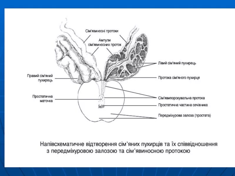 Мужская половая презентация. Схема мужской половой системы. Мужская половая система схема. Строение внутренних мужских половых органов. Мужская половая система анатомия.