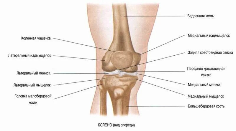 Мыщелки отек латерального мыщелка. Внутренний мыщелок большеберцовой кости. Мыщелок коленного сустава большеберцовой кости. Латеральныцмещелок бедренной кости. Латеральный надмыщелок большеберцовой кости.