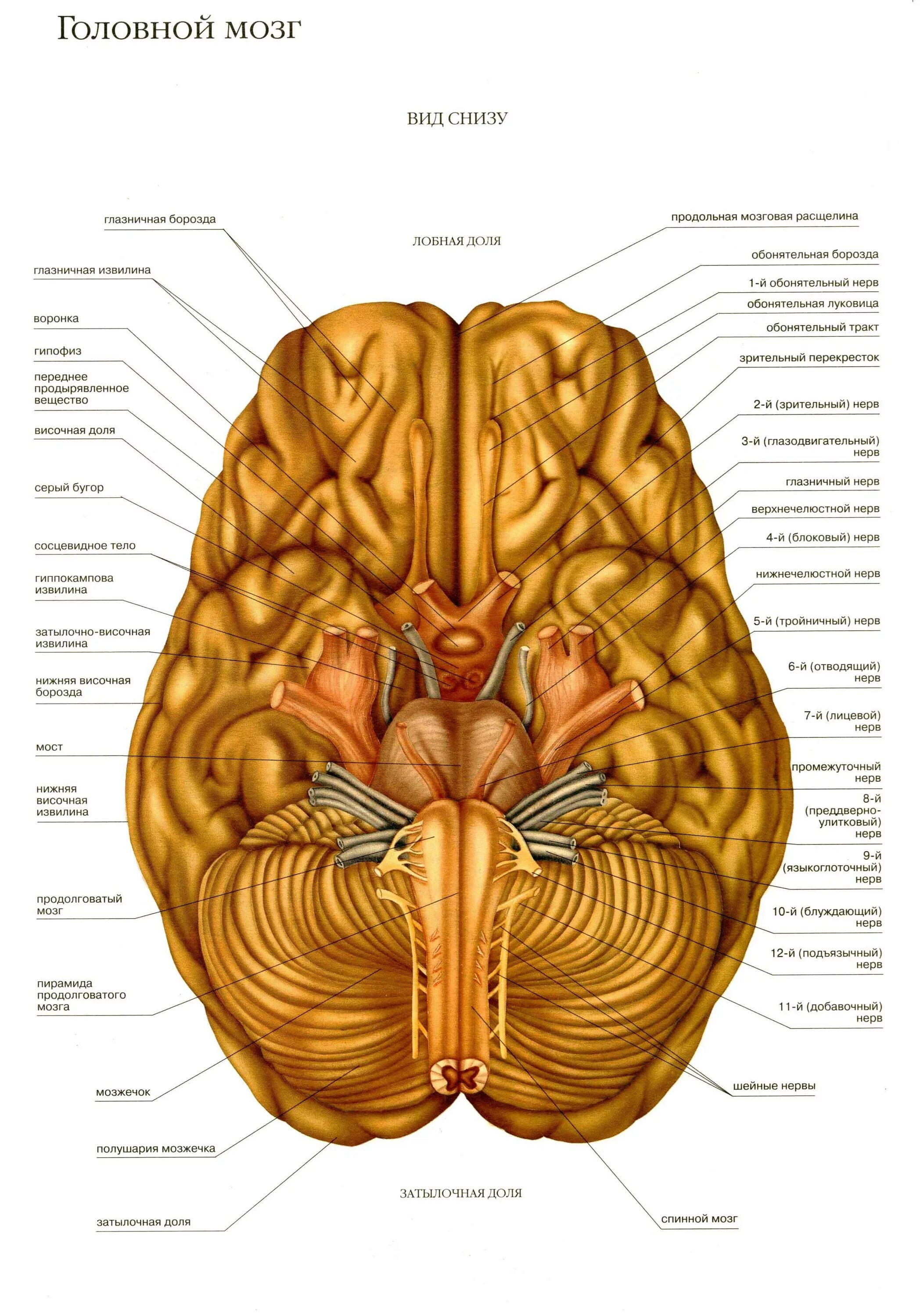 Головной мозг вид снизу анатомия. Строение мозга анатомия снизу. Строение головного мозга спереди. Мозг вид снизу нервы. Мозг снизу