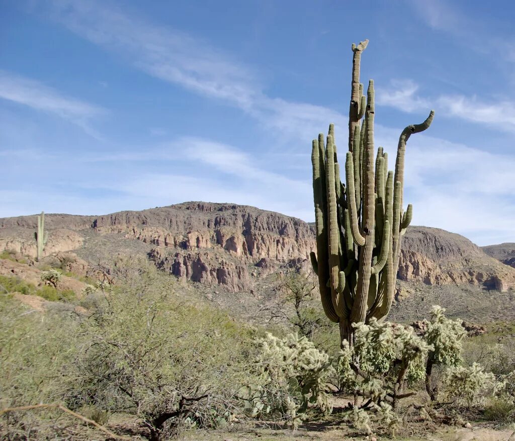 Cactus 10. Мексика кактусы Сагуаро. Кактус карнегия Мексика. Кактус цереус гигантский. Кактус Сагуаро в пустыне.