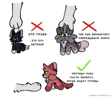 Берешь кошачью текст
