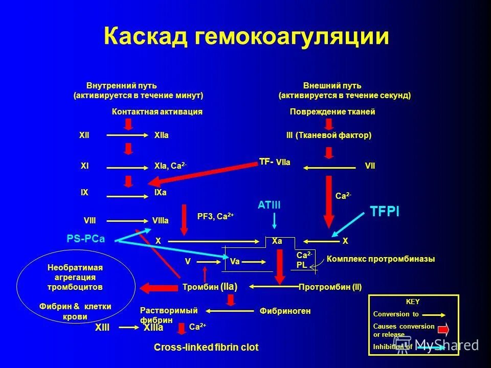 Функция свертывания крови выполняют