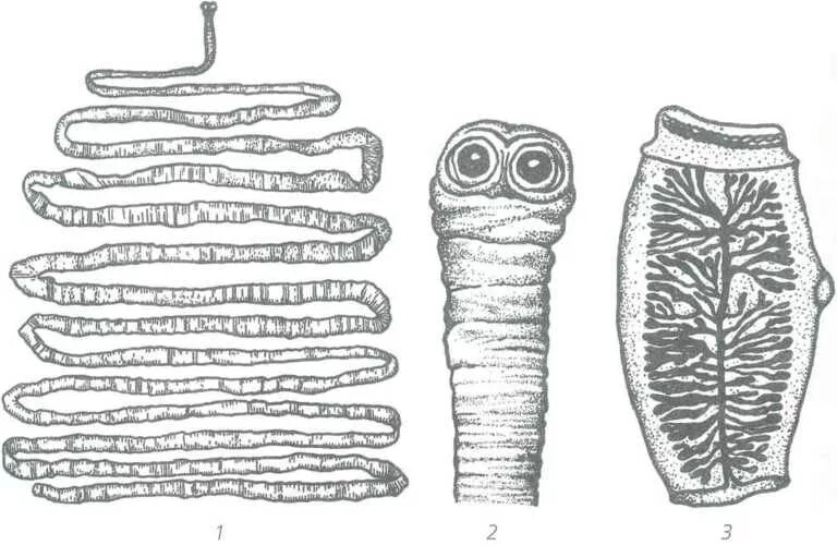 Цепень тип червей. Taeniarhynchus saginatus бычий цепень. Бычий цепень невооруженный проглоттиды.