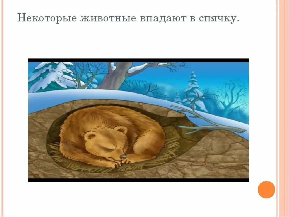 Какие звери ложатся в спячку зимой. Животные впадающие в спячку. некоторые животные впадают в спячку. животные впадающие в зимнюю спячку. животные которые ложатся в спячку.