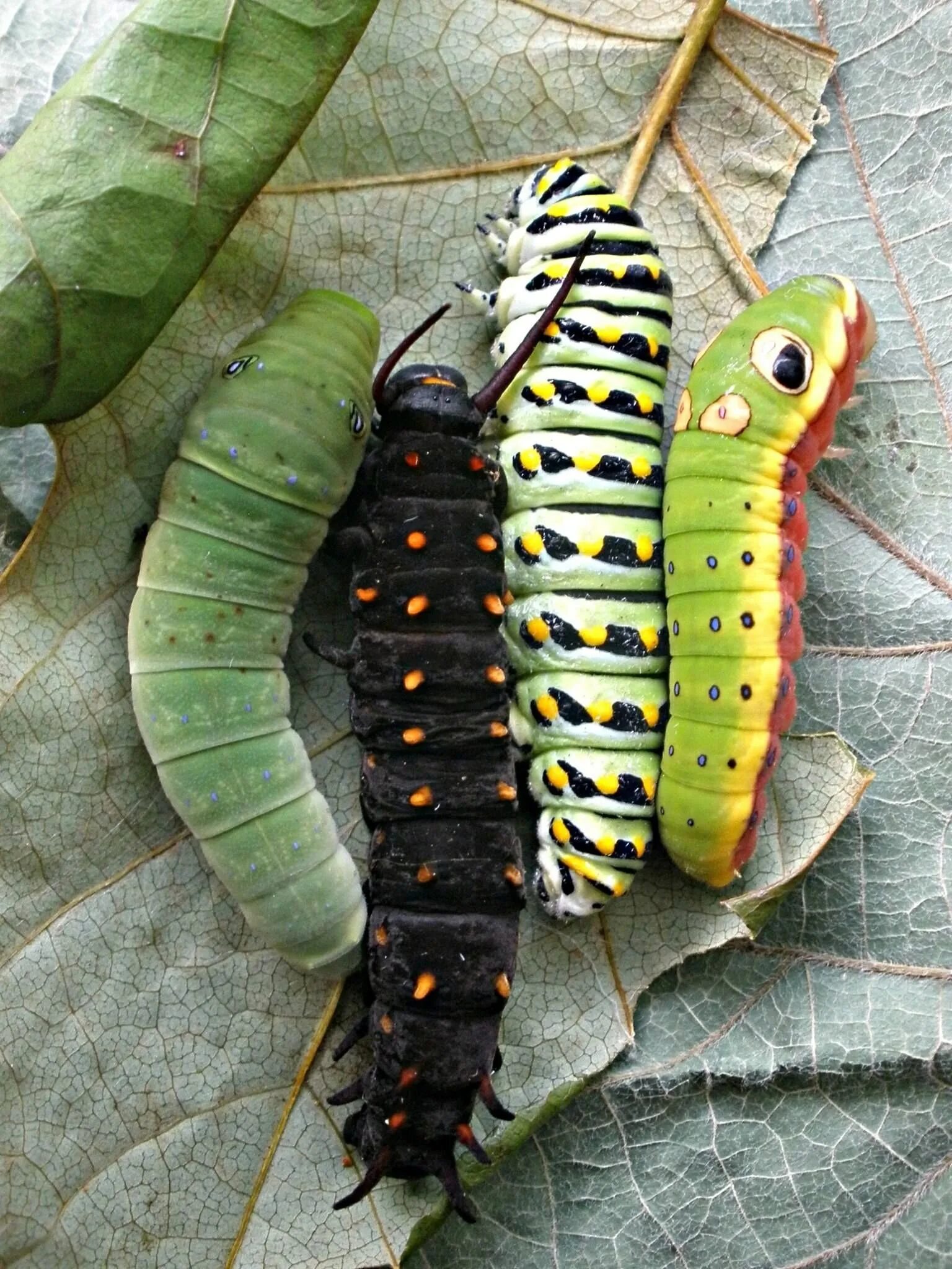 Из каких гусениц какие бабочки. Papilio troilus гусеница. papilio troilus гусеница бабочка. бражник глазчатый гусеница. глазчатый бражник гусеница и бабочка.
