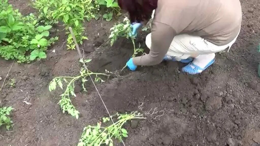 Можно ли при посадке помидор. Высаживание рассады томатов. Посадка томатов в грунт рассадой. Подвязка рассады помидор. Посадка помидор в открытый грунт рассадой в мае.