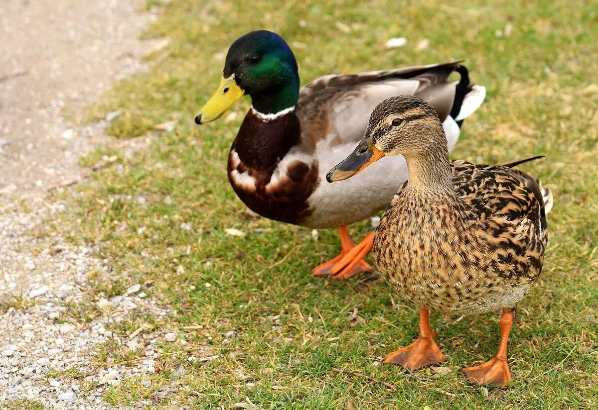 P duck