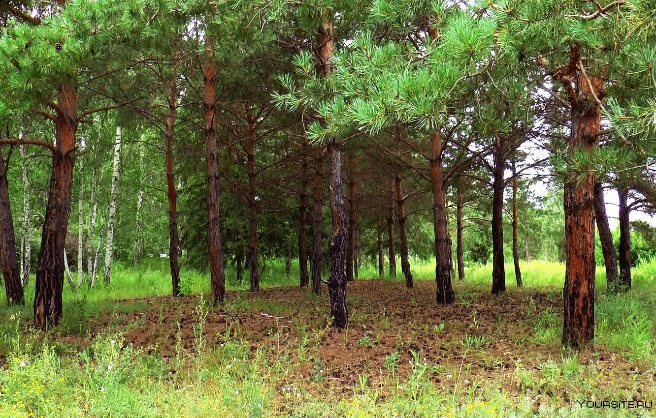 Село хвойный. Лесная Поляна Сосновый Бор. Реликтовый Сосновый Бор. Елово Сосновый лес. Сосоновый Бор в Сибири.