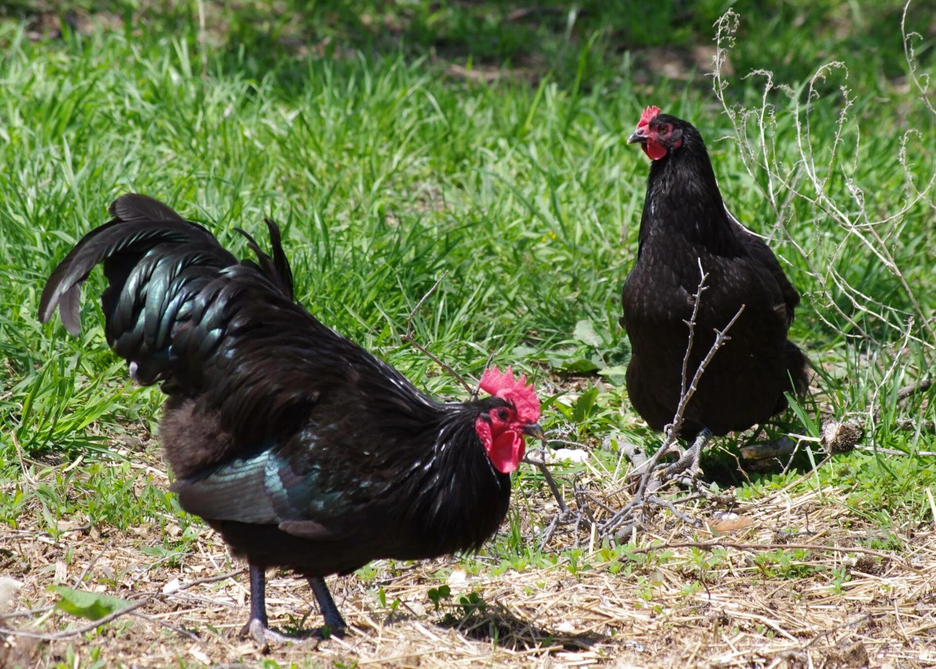 Черная курица характеристика. Австралорп, Брама, кохинхин, Маран. Австралорп порода. Австралорп черный порода. Курица австралорп черный.