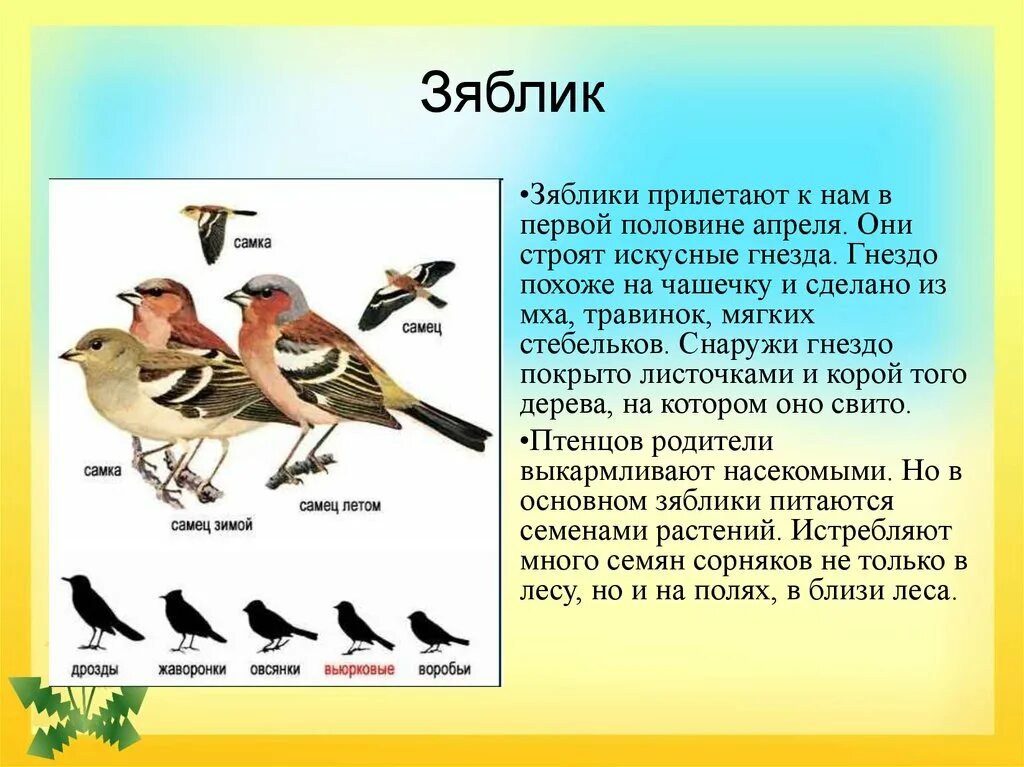 Только показались первые нежно белые головки. Зяблики прилетели. Как выводят потомство зяблики. Зеленые страницы Зяблик. Зяблик Перелетная птица или зимующая.