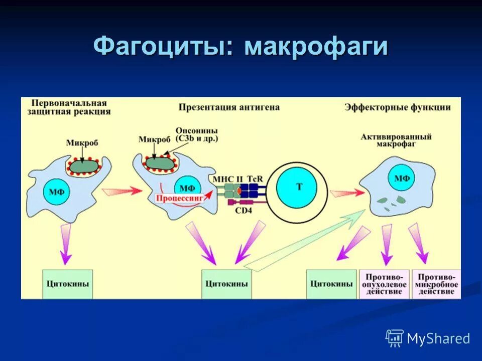 Как выглядят фагоциты. Фагоциты. Клетки, обладающие фагоцитозом. Клетки лейкоциты фагоциты. Функция фагоцитов лейкоцитов лимфоцитов.