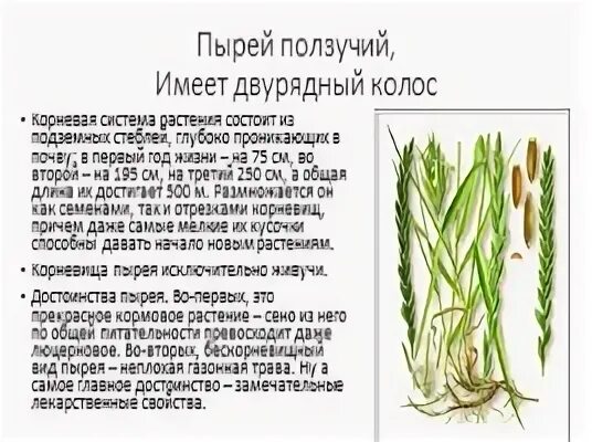 Пырей ползучий лист. Рылей ползуций биологическая группа. пырей лист жилкование. пырей ползучий строение. жилкование листа пырей ползучий.