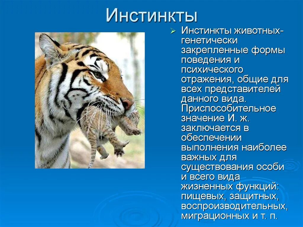 Поведение животных 6 класс. Инстинктивное поведение животных. Примеры инстинктов. Инстинкты животных примеры. Животные инстинкты у человека.