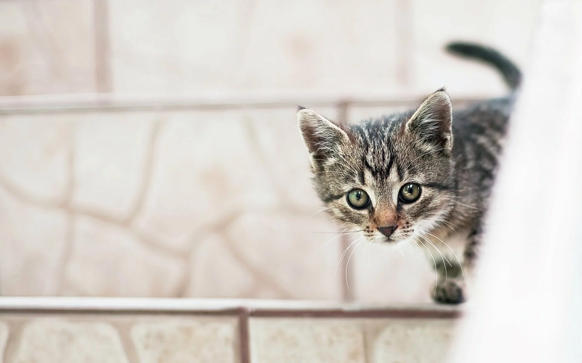 Фон с котиками. Кот выглядывает. Котенок выглядывает. Кошка выглядывает из-за угла. Котенок выглядывает из-за угла.