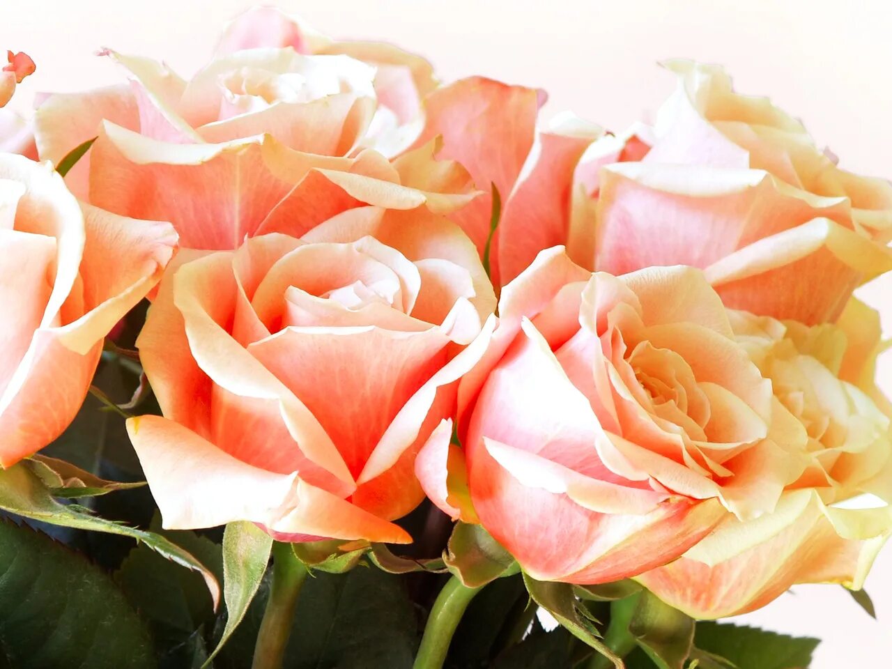 Розы фото открытки. Шикарные цветы. Красивые розы. Шикарный букет роз.