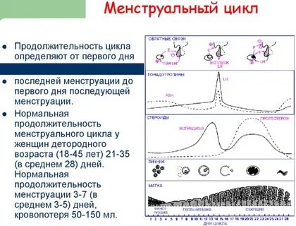 Цикл длился 40 дней
