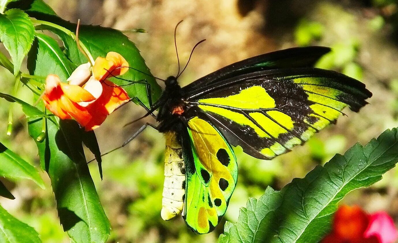 GOD'S BEAUTY IN CREATION...THE BUTTERFLY Photo by LivingForHisGlory Photobucket 