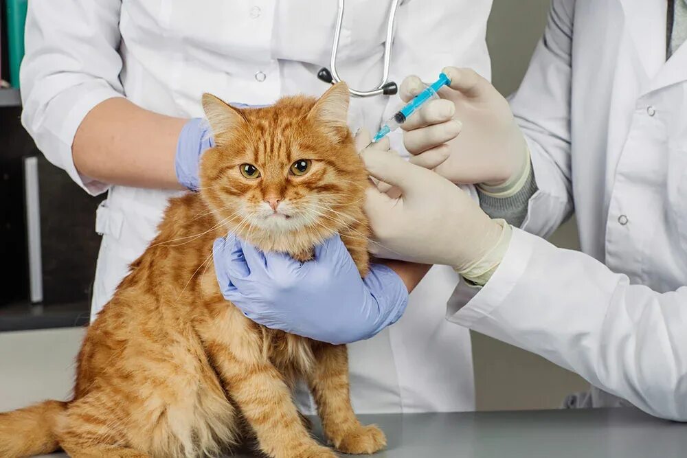 Вакцинация кошек. Вакцинация омашнихживотных. Вакцинация собак и кошек. Ветеринар вакцинация