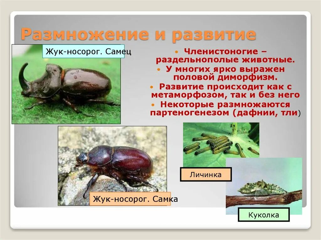 Членистоногие раздельнополые. Размножение и развитие членистоногих. Членистоногие жуки. Тип размножения у членистоногих.