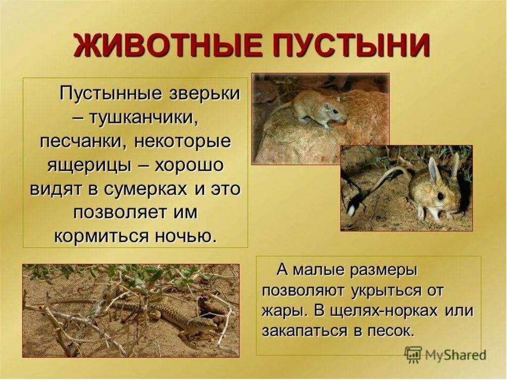 Какие животные в зоне пустынь. Обитатели зоны пустынь. зона пустынь про животных. доклад о животных пустыни. презентация на тему животные пустыни.