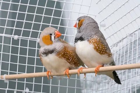 Птичка содержание