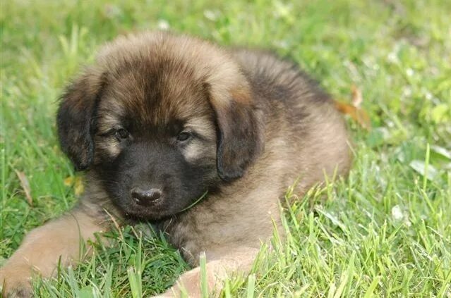 23 Unique Dog Breeds You'll Want As Your Pet Leonberger dog, Unique dog breeds, 
