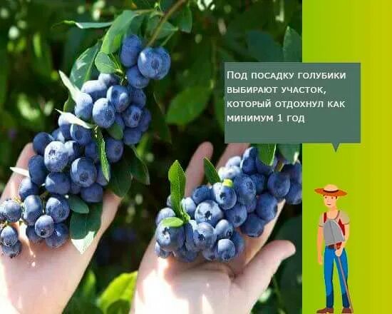 Садовая голубика плодоношение. Садовая голубика в подмосковье посадка и уход. Сколько плодоносит голубика. Кислотность земли для голубики. Когда плодоносит голубика.