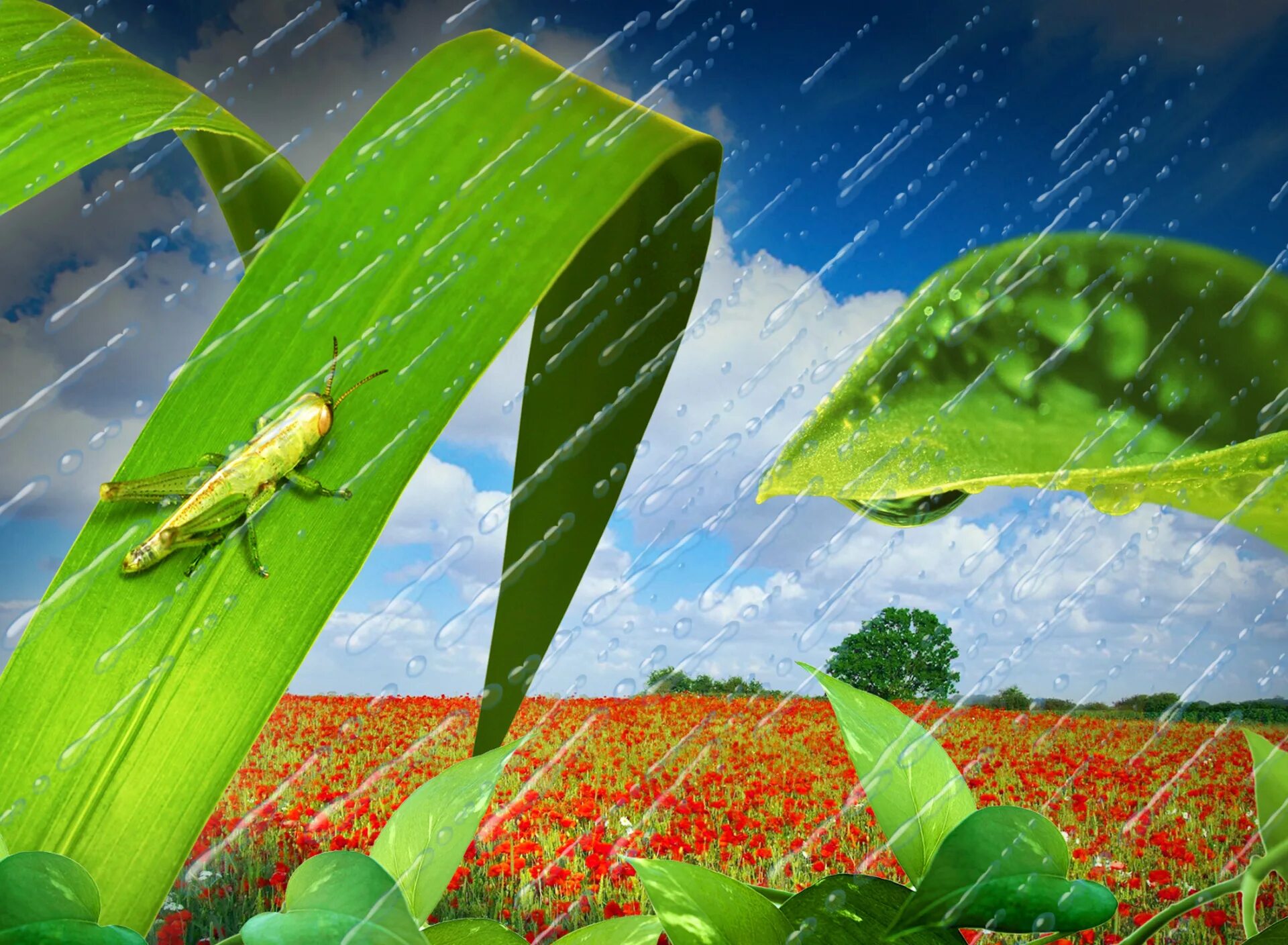 Spishite, raskrivaya skobki vstavlaya propusheni bukvi. Неугомонные кузнечики с раннего утра торопливо. Курапова е. Ранее весенне утро прохладное и росиситок. Синтаксический разбор предложения.